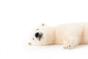 Fototapeta premium Polar bear cub lying on its back in a relaxed pose against a clean white backdrop in winter
