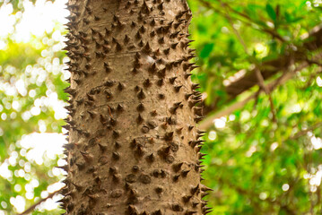 Close-up texture of a thorny tree , (Bombax ceiba L. cultv.)