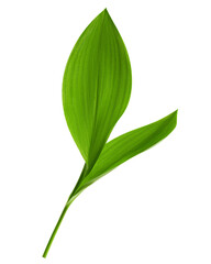 Lily of the valley Leaf, isolated on white background, full depth of field