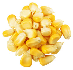 Corn Seed isolated on white background, full depth of field