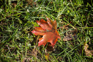  Autumn background of fallen red leaves on wet green grass. High quality photo