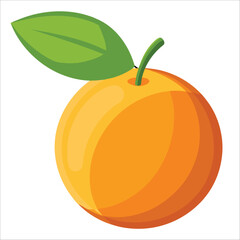 kumquat fruit vector illustration