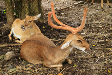 Male Burmese Eld's Deer (Rucervus eldii thamin) with Female Deer in the Open Zoo