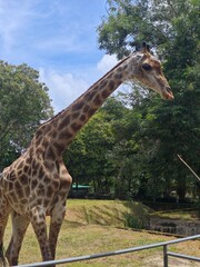 giraffe in the zoo © Toyz