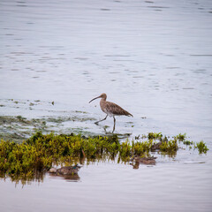 curlew bird on the mud flats 
