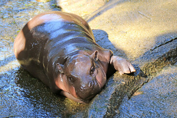 Closeup of cute baby Pygmy Hippo with pinkish cheek relaxing during the day