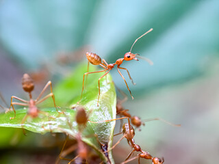 Close up of weaver ant (Oecophylla smaragdina)