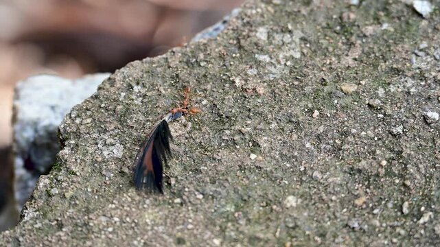 Ant carrying chicken feather in 4k Quality