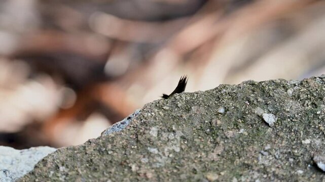Ant carrying chicken feather in 4k Quality
