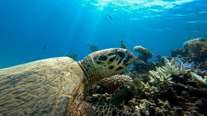 A sea turtle called careta swimming on the bottom of the red sea. A sea turtle filmed while diving in the Red Sea