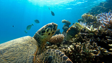 A sea turtle called careta swimming on the bottom of the red sea. A sea turtle filmed while diving in the Red Sea