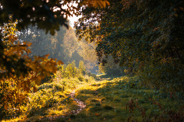 Autumn in the park. Beautiful autumn colors in the park. Pathway in the park