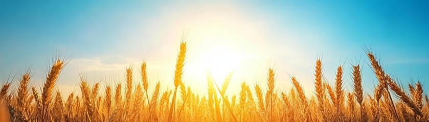 Golden wheat field under a bright sun and clear blue sky.
