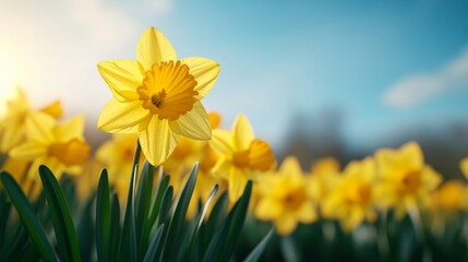 Obraz premium Low-angle shot of vibrant yellow daffodils blooming under a clear sky, capturing their tall stems and bright color from ground level 