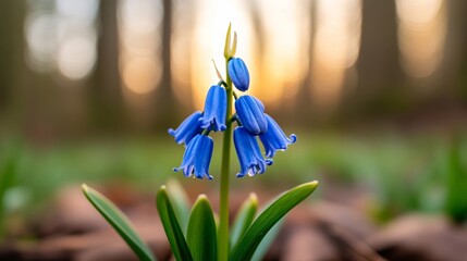 Macro shot of a bluebell flower in a forest, capturing its vibrant blue petals and the soft sunlight filtering through the trees 
