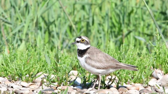Flussregenpfeifer guckt 