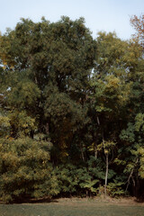 Autumn forest landscape. Yellowed leaves on trees in a national park. Orange and green shades of deep autumn. Calm and windless sunny weather.