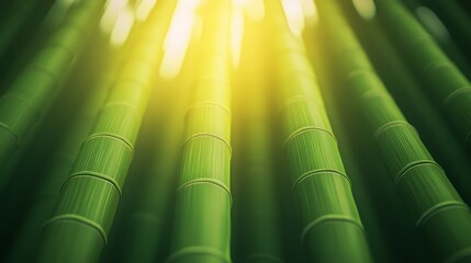 Green bamboo stalks with sunlight filtering through, creating a serene atmosphere.