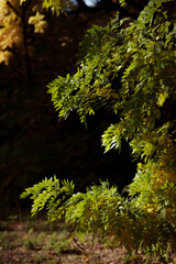 Obraz premium Autumn forest landscape. Yellowed leaves on trees in a national park. Orange and green shades of deep autumn. Calm and windless sunny weather.