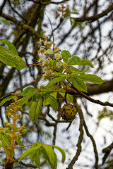 chestnut tree iwth blossoms