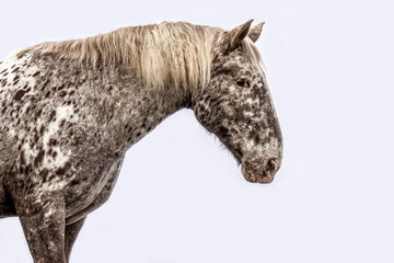 A noriker coldblood horse gelding with leopard coat color on white background