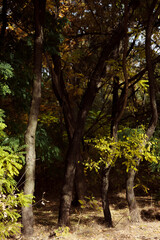 Obraz premium Autumn forest landscape. Yellowed leaves on trees in a national park. Orange and green shades of deep autumn. Calm and windless sunny weather.