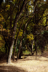 Autumn forest landscape. Yellowed leaves on trees in a national park. Orange and green shades of deep autumn. Calm and windless sunny weather.