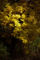 Autumn forest landscape. Yellowed leaves on trees in a national park. Orange and green shades of deep autumn. Calm and windless sunny weather.