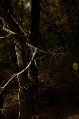 Fototapeta premium Autumn forest landscape. Yellowed leaves on trees in a national park. Orange and green shades of deep autumn. Fallen dry branches. Danger of forest fires.