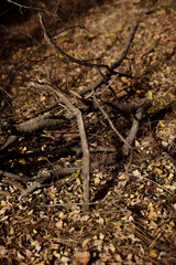 Autumn forest landscape. Yellowed leaves on trees in a national park. Orange and green shades of deep autumn. Fallen dry branches. Danger of forest fires.