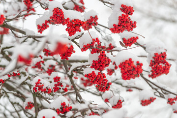 Winter's Red Jewel: Snow-Covered Rowan Berries
