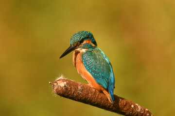 Eisvogel