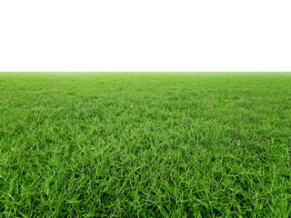Green grass field, transparent background