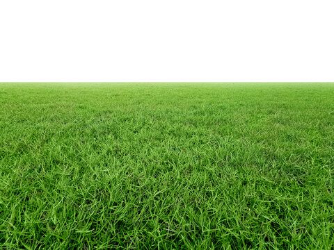Green grass field, transparent background