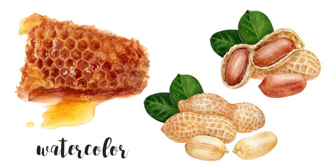 Hand-Painted Watercolor Honeycomb and Peanuts Botanical Illustration
