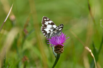 Schachbrettfalter