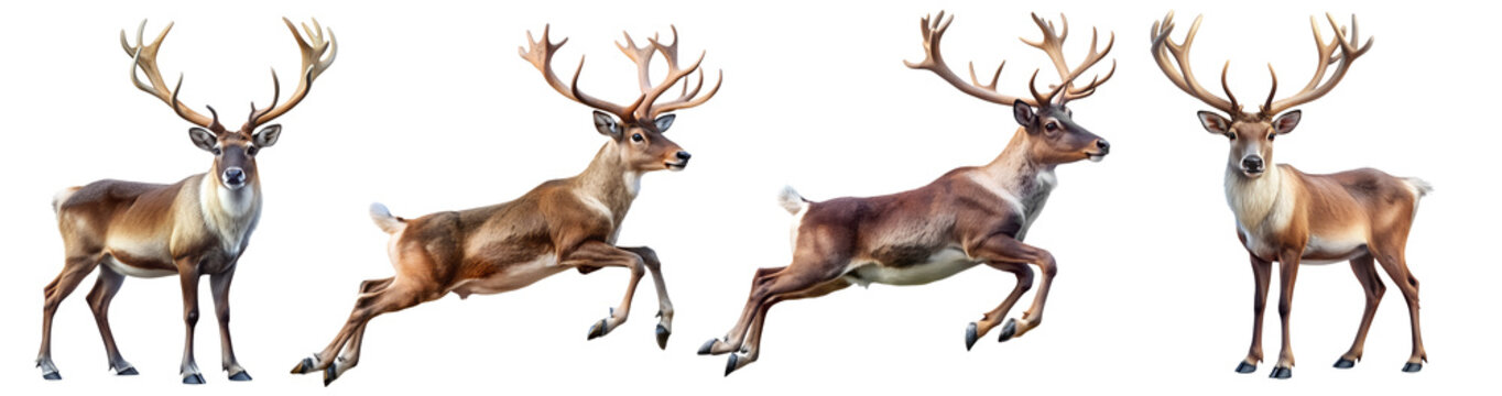 Set of Reindeers Jump and Stand Poses Isolated on White Transparent Background, PNG Element. Polar Santa Claus Reindeers