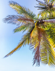 Fototapeta premium Cocotier 