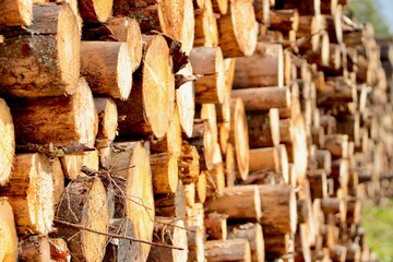 wood, firewood, timber, tree, stack, pile, cut, lumber, woodpile, forest, nature, logs, texture, trunk, brown, wooden, trees, forestry, pattern, stacked, natural, bark, material, logging, background