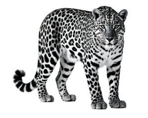 Majestic Black and White Leopard Standing Gracefully
