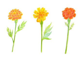 watercolor collection of marigold flowers isolated on white background. watercolour painting