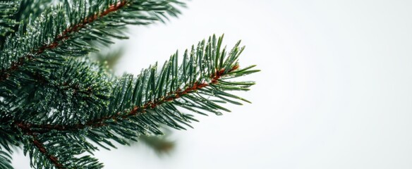 Fototapeta premium The Fresh Green Pine Branch