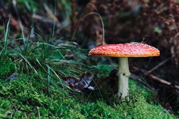 mushroom, red, toadstool, autumn, nature, fungus, forest, agaric, amanita, poisonous, fly agaric, fly, poison, toxic, fungi, grass, white, wood, cap, plant, amanita muscaria, season, danger, muscaria,
