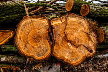 2024 02 11 Costozza wood 3 © Alvise