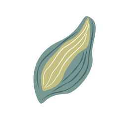 Hosta leaf isolated on white background. Stylized plant. Vector hand drawn illustration