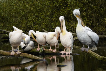 The great white pelican (Pelecanus onocrotalus) also known as the eastern white pelican, rosy pelican or white pelican is a bird in the pelican family.
