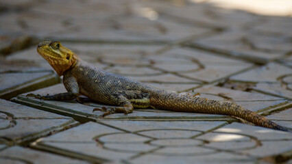 Lizard in Niamey, Niger