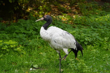 Fototapeta premium Black-necked Crane (Grus nigricollis) Gruidae family, Vogelpark Walsrode, Germany.