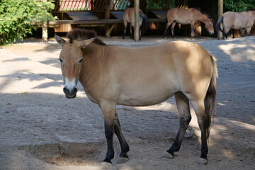 Przewalski horse in zoo, Equus caballus