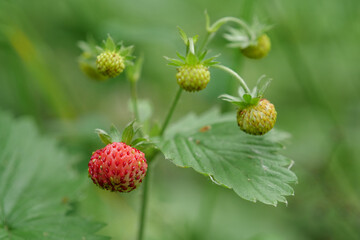 Wild strawberries in the wood
